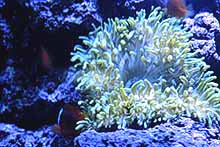 anemone.jpg (12224 bytes)