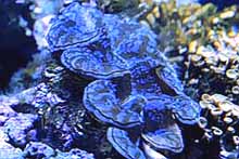 clam.jpg (11373 bytes)