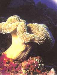 coral1.jpg (9028 bytes)