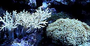 coral5.jpg (19217 bytes)