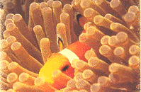 cover1.gif (39416 bytes)