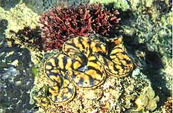 gclam.jpg (19032 bytes)