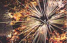 urchin.jpg (16119 bytes)